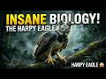 Why the Harpy Eagle Is Nature’s Deadliest Bird | Science Documantary