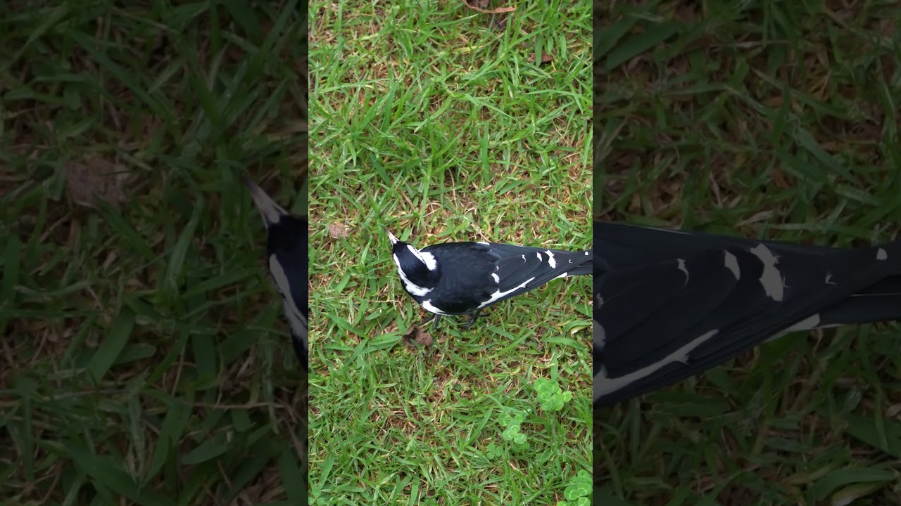 magpie-Lark (peewee) is very different to the Australian Magpie