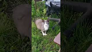 Итальянские мемы везде 😱