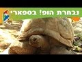 צב ענק - נבחרת הופ! בספארי