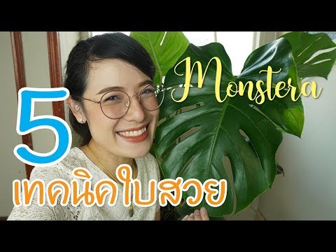 เทคนิคดูแลต้นมอนสเตอร่า #มอนสเตอร่า #monstera #indoorplant