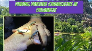 Finding Panther Chameleons in Orlando!!!