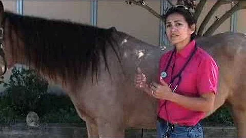 Taking Horse Vital Signs Tutorial Video