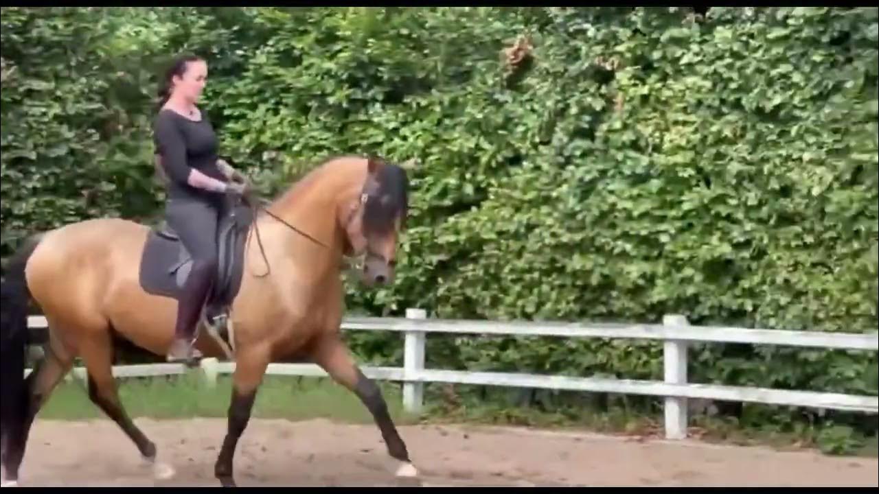 Reitkunst Spanische Pferde Image Video Ines Jessen YouTube