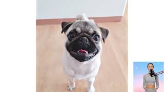 Carlino (Pug). Nel film, Domande e risposte, Come scegliere, Fatti, Cura, Storia by Tutti Gli Animali 21 views 3 months ago 16 minutes