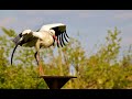 13 Interesting Facts About White Stork