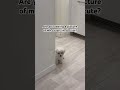 Why is she just standing there🤣 #daisy #puppy #dog #pets #cutepuppy
