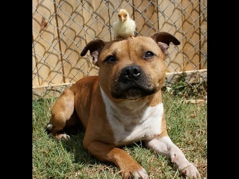 Видео: Эти Собаки Mind-Blowingly Shed Enough Fur, чтобы сделать другую собаку