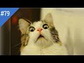 #79 FUNNY PETS / СМЕШНЫЕ ВИДЕО 2021 / Я РЖАЛ ПОЛЧАСА / СМЕШНЫЕ ЖИВОТНЫЕ