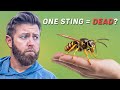 10 Most Dangerous Insects In The World