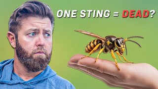 10 Most Dangerous Insects In The World