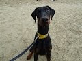Wilson - Doberman - 4 Week Residential Dog Training at Adolescent Dogs Wilson - Doberman - 4 Week Residential Dog Training at Adolescent Dogs