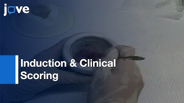 Chronic-Relapsing Experimental Autoimmune Encephalomyelitis l Protocol Preview