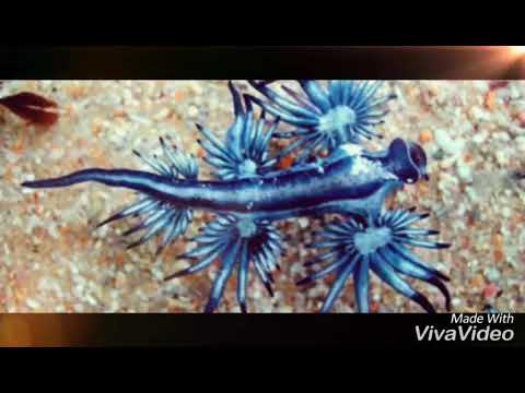 عالم البحار مع موسيقى هادئ