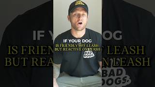 Why Your Dog Is Friendly Off Leash but Reactive on Leas