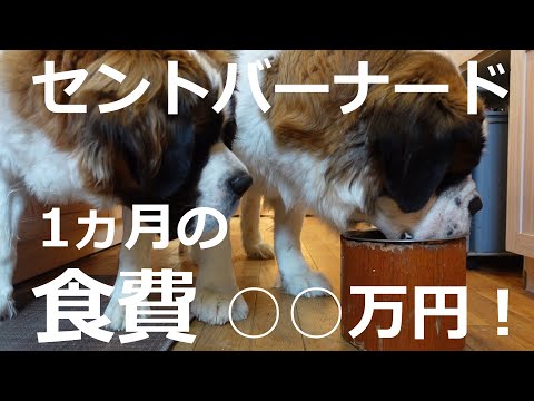 【超大型犬セントバーナードの食費！】朝食と夕食と食費公開！Food for a very large dog, St. Bernard! Breakfast,
