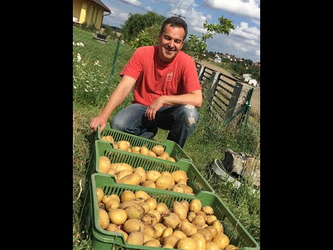 Video: Pěstování brambor v kompostu – můžete brambory sázet v kompostu samotném