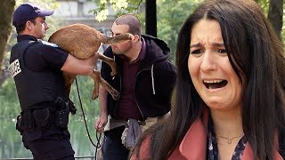 Best Of Dog Pranks | Just For Laughs Gags