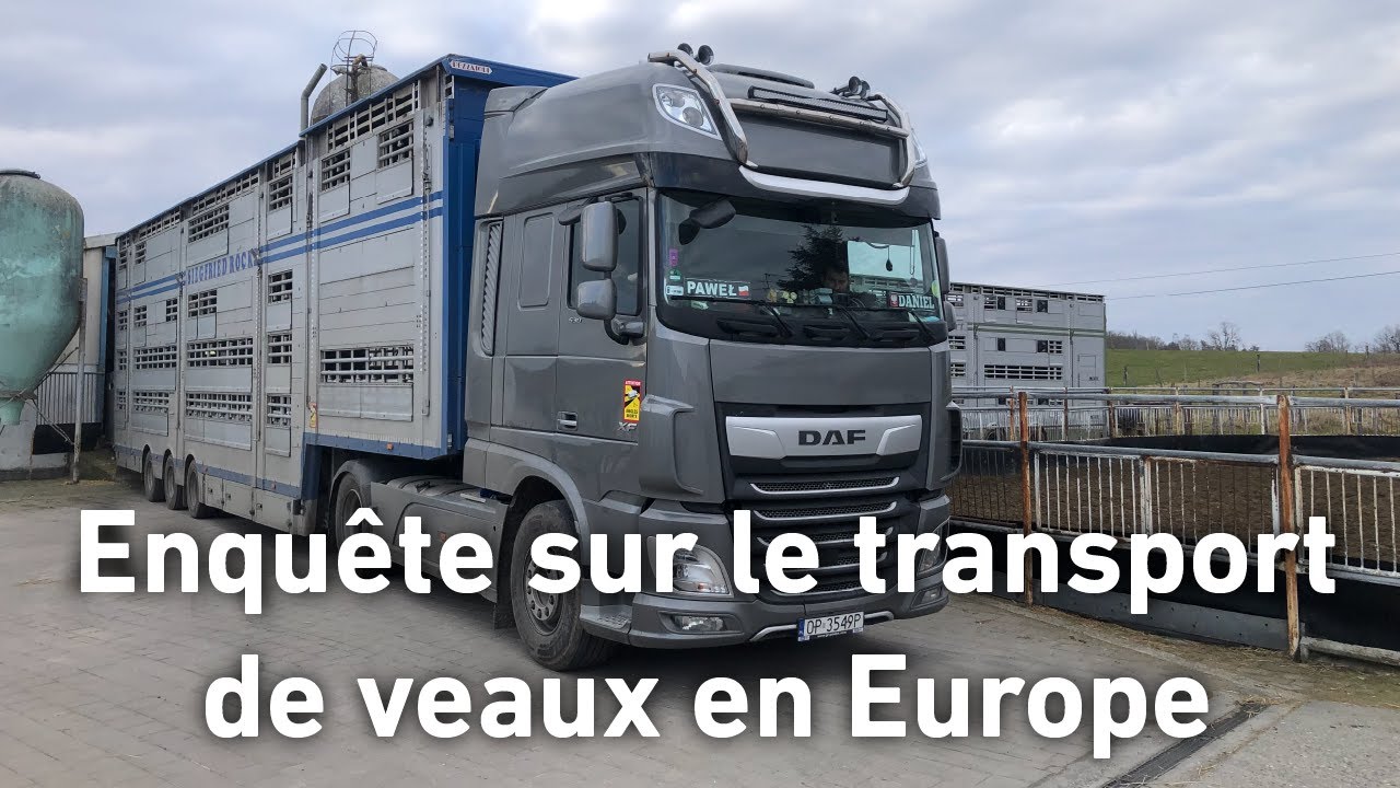 Enquête sur le transport de veaux en Europe