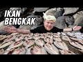 Ikan Bekok Kak Pah, Macam Ikan Masin Tapi Bukan | Mat Salleh Cari Makan | Destinasi TV