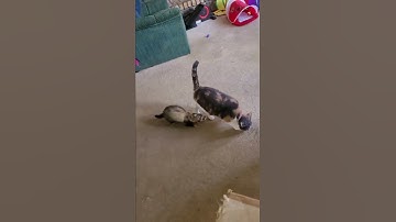 cat with catnip vs ferret