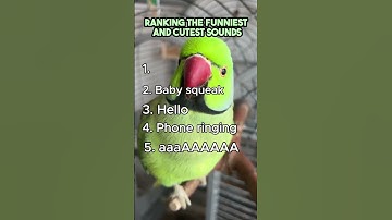 Thumbnail of Top 5 Funniest and Cutest Bird Sounds Ever!