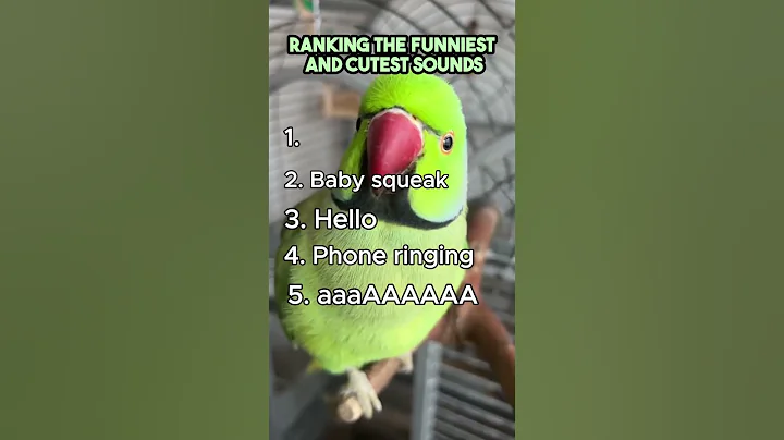Top 5 Funniest and Cutest Bird Sounds Ever!