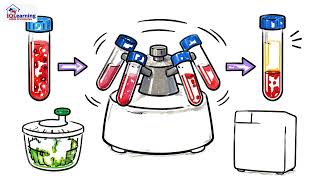 Lesson 4 Year 7 Chemical Sciences Separation by Gravity: Sedimentation and Decantation
