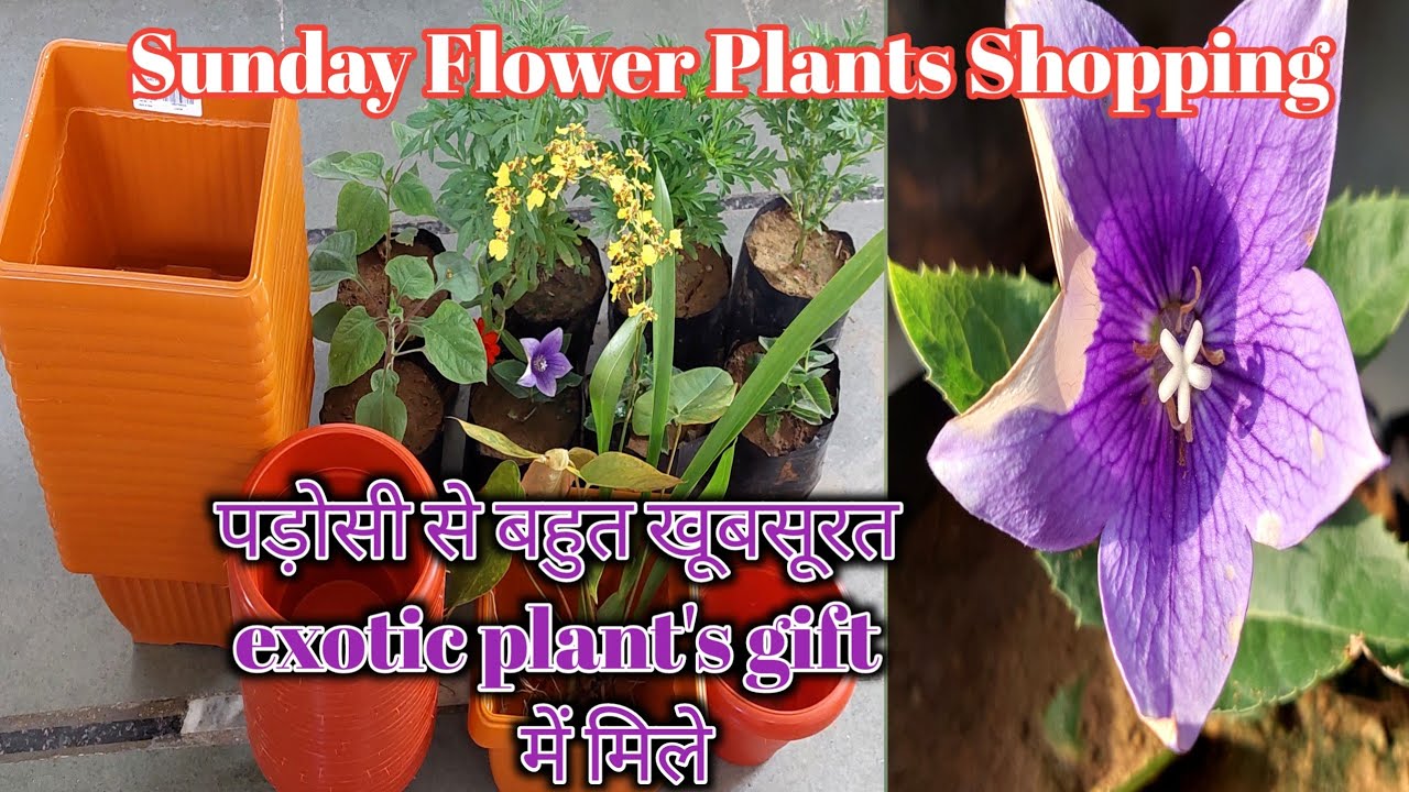 Winter Flowering Plants and pots shopping||Green Garden Gujarat||