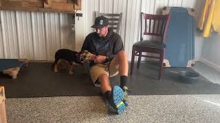 Gidget Progress Lesson by K9 Heeling 28 views 2 years ago 9 minutes, 39 seconds