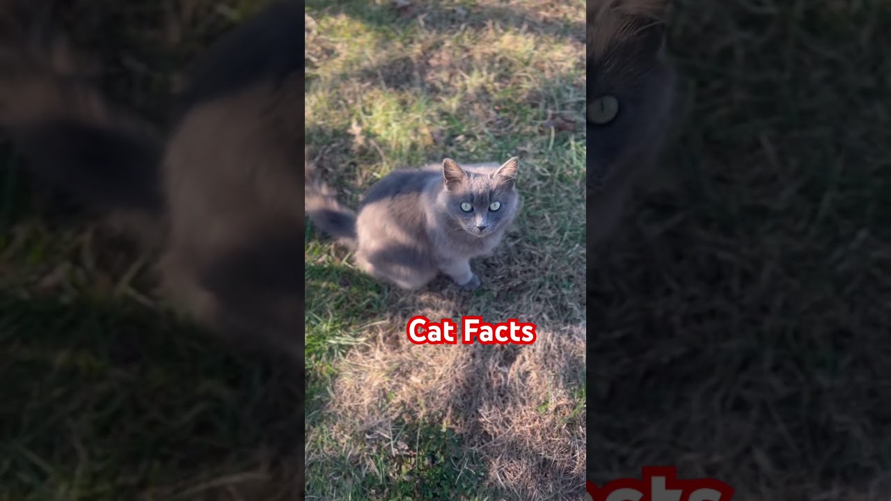 Факты о кошках (американская длинношерстная) 