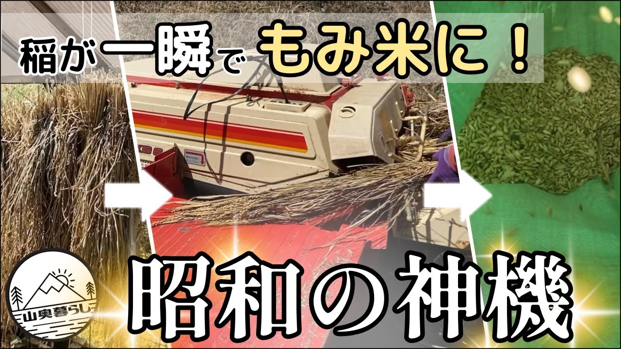 昭和の神機で脱穀！稲が一瞬でもみ米に｜我が家のお米ができるまで