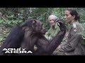 Un chimpancé le salvó la vida a una veterinaria y ese día ella tomó una decisión vital