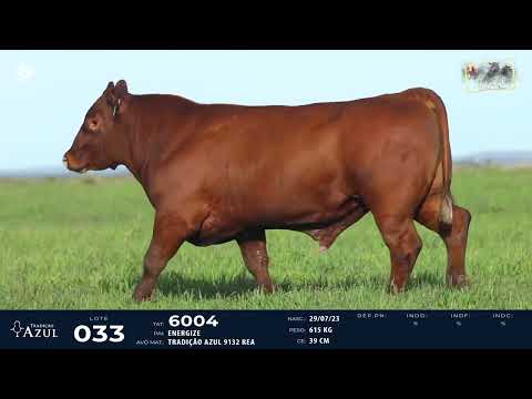 LOTE 33   TAT 6004 M Red Angus