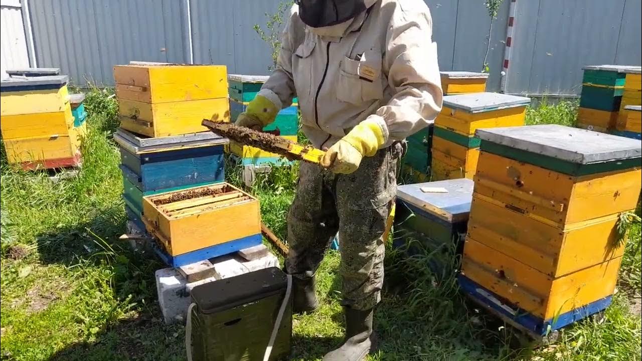 Что входит в базовую часть умного улья. Умный улей. Умные ульи. Умныйулий. Метод ульи.