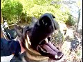 K9 DEPLOYED ON SUSPECT HIDING IN BACKYARD TENT - D.C. Metro Police