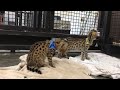 Wildlife. Not Pets | Baby serval cats at new sanctuary home