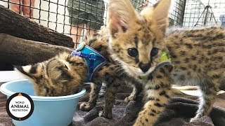Wildlife. Not Pets Baby Serval Cats At New Sanctuary Home