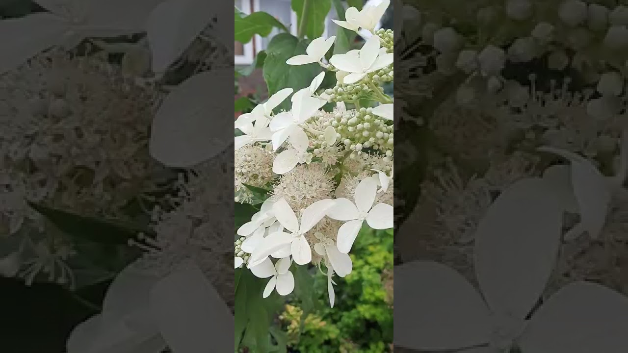 Гортензия ДОЛЛИ