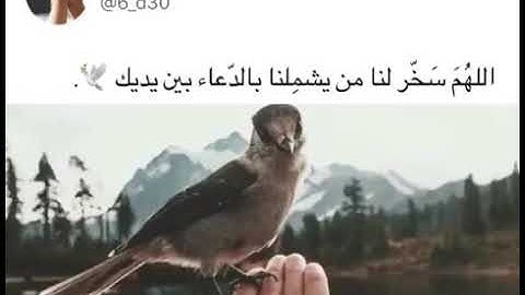 الصوت الذي فاجئ المصلين , ماشاء الله !! " تلاوة رائعة ضعها حالة واتس اب
