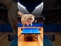 ミニチュア猫🐈本能に逆らえない卓球大会🏓🐾Miniature cat 🐈 table tennis #猫 #ミニチュアドールハウス #猫のいる暮らし #MiniatureCat #shorts