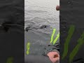 Meerval op de livescope!
