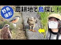 ノスリvs蛇!狩りの一部始終…農耕地で鳥探し【野鳥撮影vlog】