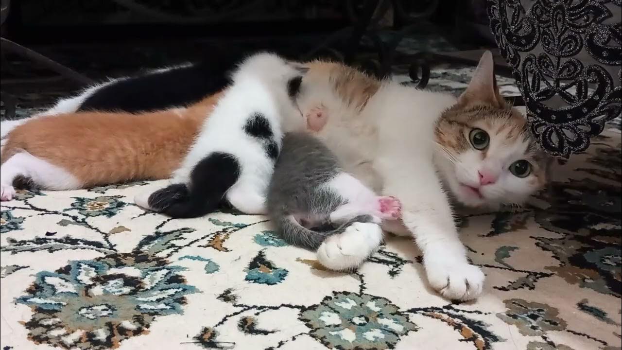 How adorable! Watch a kitten nursing from its mom YouTube