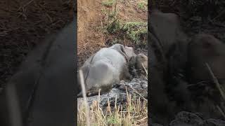 Hippo Crushes Buck That's Stuck In The Mud After Wild Dogs Chased It 😱