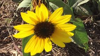 Girasoles se le conoce de varios nombres como la flor del sol - YouTube