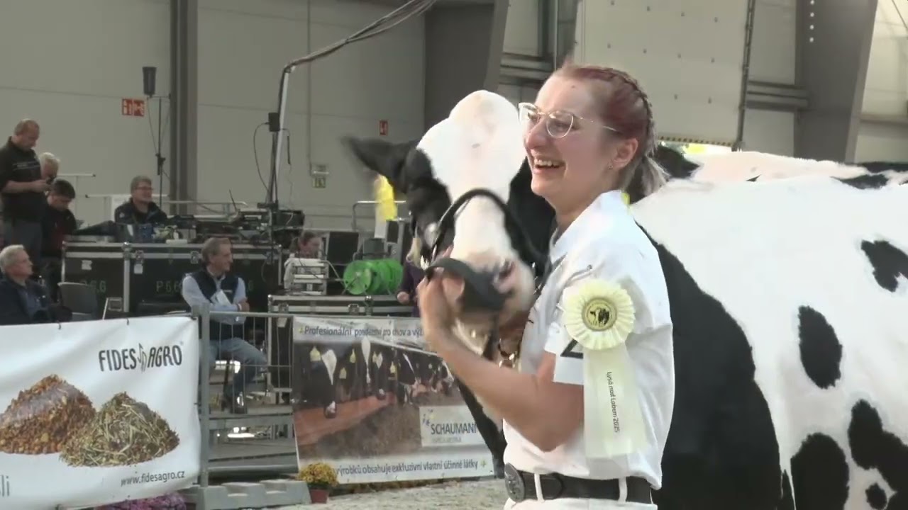 Průřez denním programem Národního holštýnského šampionátu 2025 v Lysé nad Labem