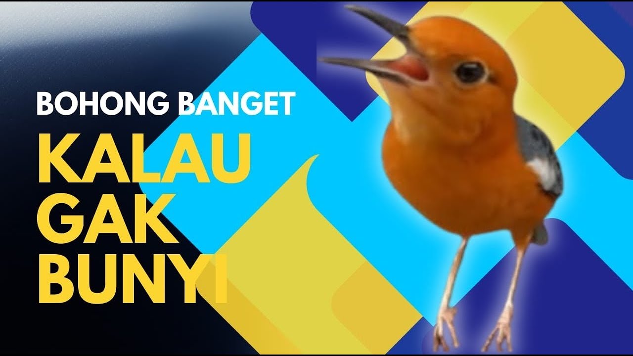 CEPAT RESPON! 1000% efektif buat pancingan Anis merah bisu macet total biar bunyi kembali | 27