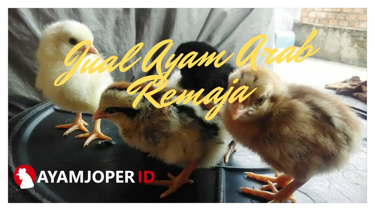 Jual Ayam Arab Remaja 