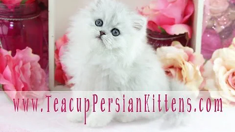 Video 558221: female silver persian kitten